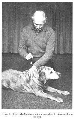 Diagnosis of a dog
